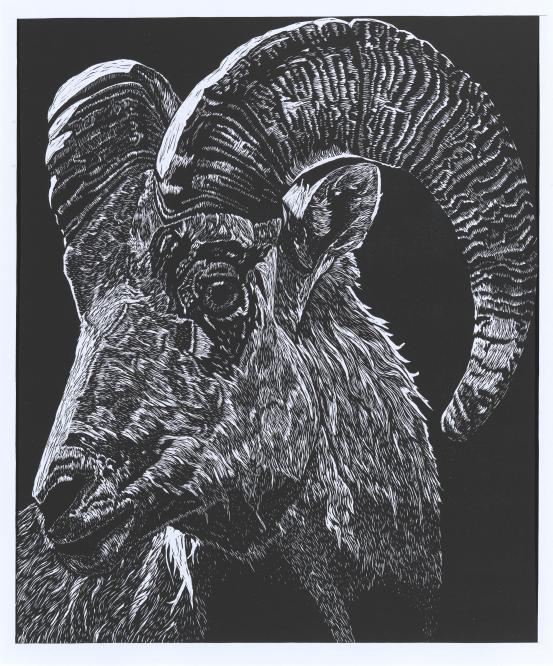 Image: Mountain goat