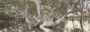 Nici Cumpston
Barkindji
Flooded Gum, Katarapko Creek, Murray River National Park 2007 
watercolour and pencil on colour inkjet print on canvas
74.5 x 202.5 cm

National Gallery of Victoria, Melbourne
Purchased, Victorian Foundation for Living Australian Artists, 2008
2008.8

&copy; Nici Cumpston
