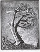 Tim JONES
Tree with shooting star 2001 
wood-engraving
25.5 x 20.5 cm (block)
38.3 x 29.0 cm irreg. (sheet)

ed. 7/35 
National Gallery of Victoria, Melbourne
Purchased, 2006
2006.354

&copy; Tim Jones
