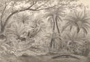 Eug&egrave;ne von GU&Eacute;RARD
Ferntree or Dobson's Gully, Dandenong Ranges 1858 
pen and ink and wash
37.9 x 54.8 cm (image and sheet)

National Gallery of Victoria, Melbourne
Felton Bequest, 1960
647-5


