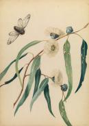 Louisa Anne MEREDITH
Study for gum-flowers and 'love' 1850 
watercolour
33.0 x 26.2 cm irreg. (image)
37.3 x 26.3 cm (sheet)

National Gallery of Victoria, Melbourne
Presented through The Art Foundation of Victoria by Mrs James Evans, Governor, 1989
P166-1989


