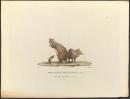 CHOUBARD (engraver); Charles-Alexandre LESUEUR (after)
Banded Kangaroo (Kangurus fasciatus. N.), Bernier Island, Shark Bay, New Holland 1824 
(Kanguroo &Atilde;&nbsp; bandes, de l'ile Bernier, &Atilde;&nbsp; la baie des Chiens-Marins: Nouvelle-Hollande Banded hare wallaby)(Kanguroo &Atilde;&nbsp; bandes, de l'ile Bernier, &Atilde;&nbsp; la baie des Chiens-Marins: Nouvelle-Hollande Banded hare wallaby)plate 57 in the Voyage de D&eacute;couvertes aux Terres Australes (Voyage of Discovery to the Southern Lands) atlas. Arthus Bertrand, Paris, 1824, 2nd edition
hand-coloured engraving and stipple engraving
24.2 x 35.7 cm (plate)
27.8 x 36.2 cm (sheet)

National Gallery of Victoria, Melbourne
Joe White Bequest, 2010
2010.96.58


