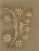 Unknown
The Southern Cross 1948 


earth pigments on paper on cardboard
45.5 x 58.5 cm


National Gallery of Victoria, Melbourne
Presented by the Commonwealth Government, 1956
O.21-1956


&copy; The artist
