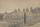 View of the Station Plenty, Port Phillip district (VII Plantation of Lombardy poplars)