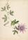 A trail of passion flowers