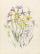 Macdonaldia antennifera, Diuris elongata, Diuris oculata, Glossodia major, Caladenia alata, Utricularia lilacina, Caladenia pulcherrima