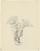 (Study for Solandra)