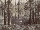 Giant trees at Fernshaw