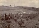 Currant farm, Gippsland
