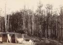 Giant tree gate posts at Winstay, Gippsland