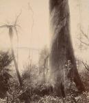 Giant tree at Warburton