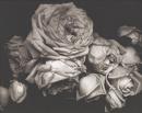 Heavy roses