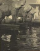 Elephant Ghat, Udaipur, India