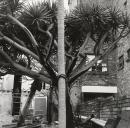 Tree, Paddington, Sydney