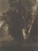 The great tree