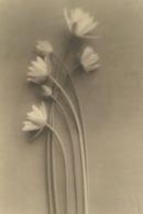 Indian water lilies
