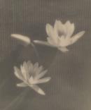 No title (Three water lilies)