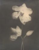 Lotus flower