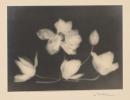 Lotus flower