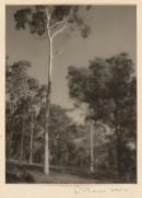 Australian gums