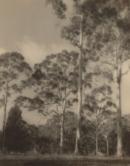 No title (Australian gums)