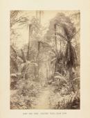 Giant fern trees: Splitters' Track, Black Spur