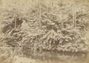 Fern terrace, on the River Watt, near Mount Munday