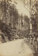 Roadway scene on the Black Spur