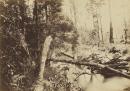 Scene near the Yarra Flats