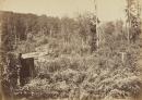 Scene from the Black Spur