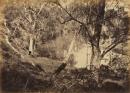 Scene in the Studley Park valley