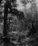 Condon's Gully, Healesville