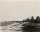 Pine trees, Brighton-le-sands