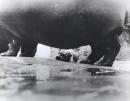Hippopotamus and daughter, 40 lbs, at Melbourne Zoo, 1971