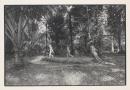 Children, Cape Tribulation
