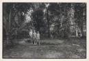 Children, Cape Tribulation
