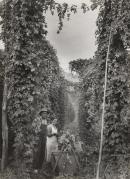 Hop pickers at Rostrevor hop garden in Victoria's picturesque Ovens Valley.