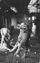 Shearing Mern Merna, South Australia