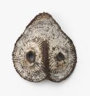 Yam mask