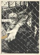 Swinging monkey 2