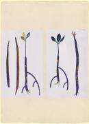 Mangrove needles