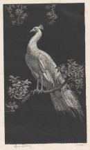 The white peacock