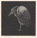 The night heron
