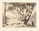 Swamps. Mannum