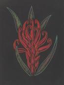 Waratah