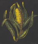 Banksia