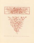 J initial: Jasminum lineare. Finial: Fagus cunninghami, Thysanotus pattersonii