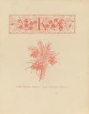 K initial: kennedya rrostrata, final: grevillea la trobeana