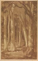 A Karri tree glade