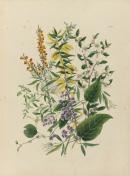 Daviesia ulicina, Hardenbergia monophylla, Kennedya monophylla, Acacia oxycedrus, Clematis microphylla, Leptospermum laevigatum